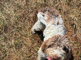 Cockerpoo girl 9 months old