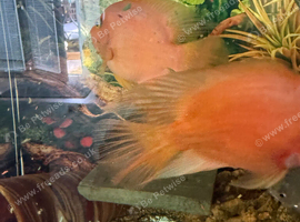 2x  large blood parry fish