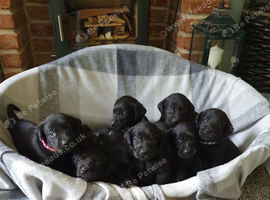WORKING BLACK LABRADOR PUPPIES-DRAKESHEAD LINE