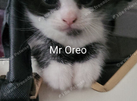 Rare tuxedo kittens in need of home