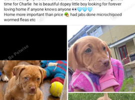 Charlie is looking for his forever loving home