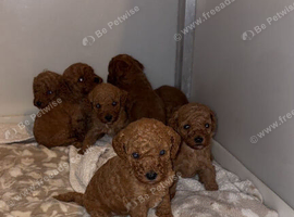 Beautiful poodle puppy&rsquo;s ️