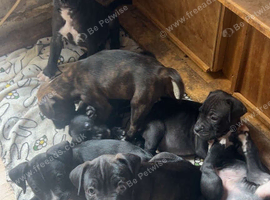 8 boxer cross sharp pei pups