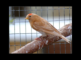 Redpoll cocks x2