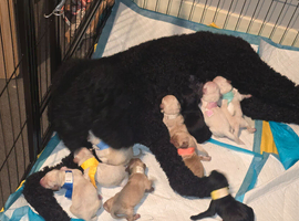 Labradoodle pups