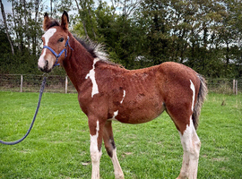 Smart Sports Horse Colt to make 16hh+