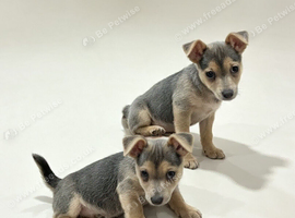 Jack Russell puppies