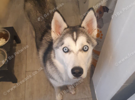 Beautiful blue eyed husky pup