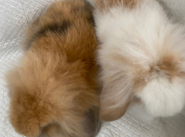Mini lop lions ready 4th June