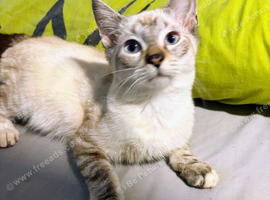 Siamese kittens