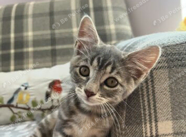 Kittens ready to leave for their new home