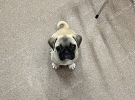 Buddy (frug)