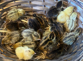 Day old Coturnix quails