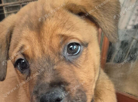 Mastweiler puppys