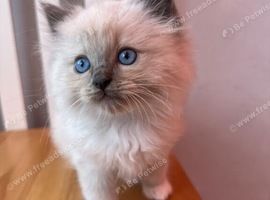 Male Ragdoll kitten