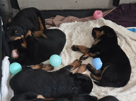 8 rottweiler pups