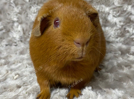 Young Golden Sow looking for friends