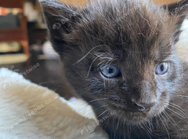 Adorable Kittens Looking for Loving Homes