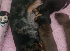 Dachshund puppies