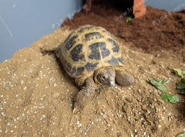 8 year old tortoise