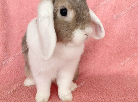 Selection of mini lop babies available