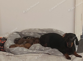miniature dachshund puppies