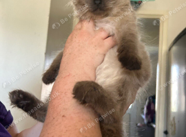 Maincoon x ragdoll
