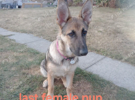 Female last of the litter