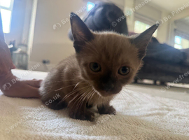 Stunning Burmese kittens