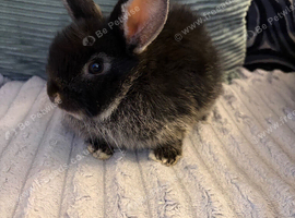 3 baby bunnies (boys) ready (HALLOWEEN WEEK)