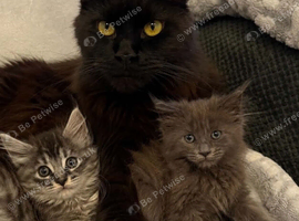 Gorgeous Mainecoon kittens large cat ready now