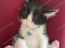 Tuxedo ragdoll mix - male