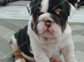 English Bulldog Puppies for Sale