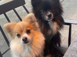 Beautiful Pomeranian Father & Daughter Looking for Loving Home Together