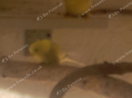Budgies for sale