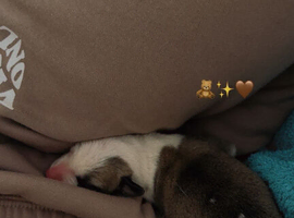 Lurches puppies for sale