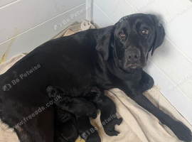 Goldador puppies