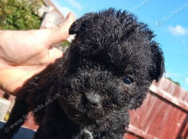 Patterdale Dog