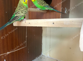 Lovely pair in Dagenham rm9 area