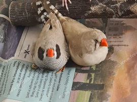 Lovely pair