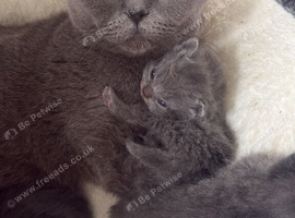 Pure pedigree bsh kittens