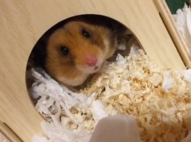 female Syrian for rehoming