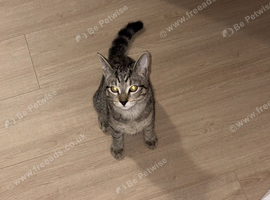 Kitten & Cat For Sale