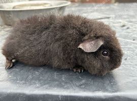 Baby Teddy Guinea Pig Female