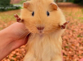 Beautiful male guineapig needing a home!