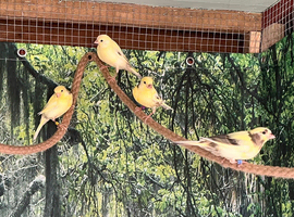 Canaries for sale