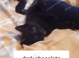 1 kitten ready for there forever homes