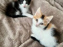 4 Beautiful kittens for sale