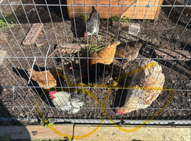 Barnyard Mix Fertile Hatching Eggs For Sale