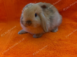 Pure Mini Lops [Ready to Leave]